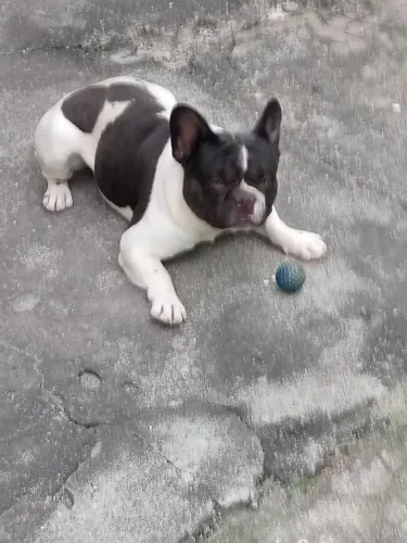 Bulldog frances