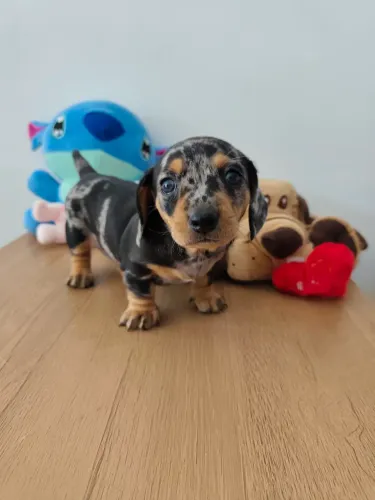 Filhotes de dachshund
