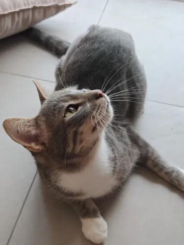 Doação de gato