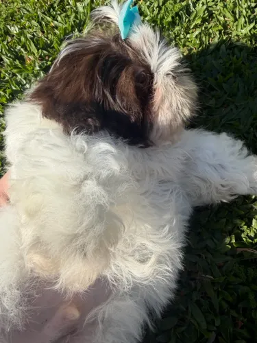 Shih Tzu machinho linhagem chocolate