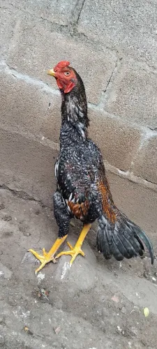 INDIO CARIJÓ 