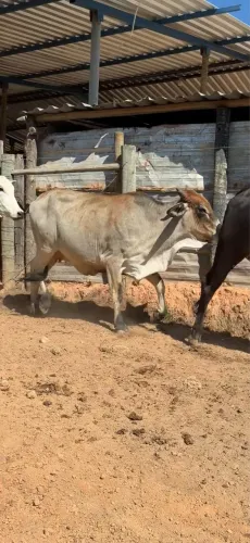 Novilhas prenha de 8 meses, preste a parir 