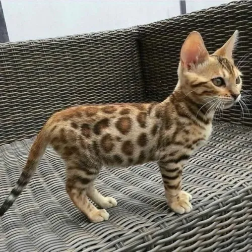 Bengal 