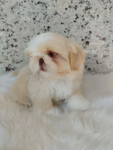 Shih Tzu macho areia disponível!