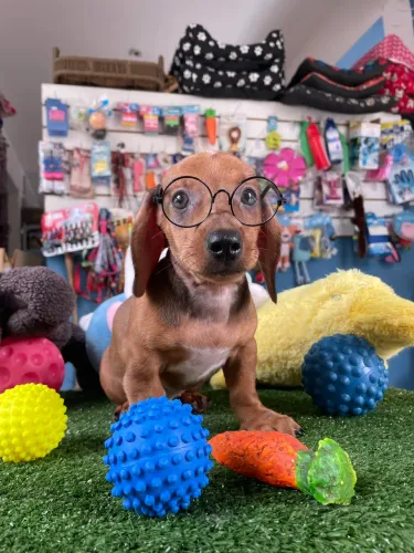 Salsichinha macho na promoção com duas dose de vacinas $1.900,00