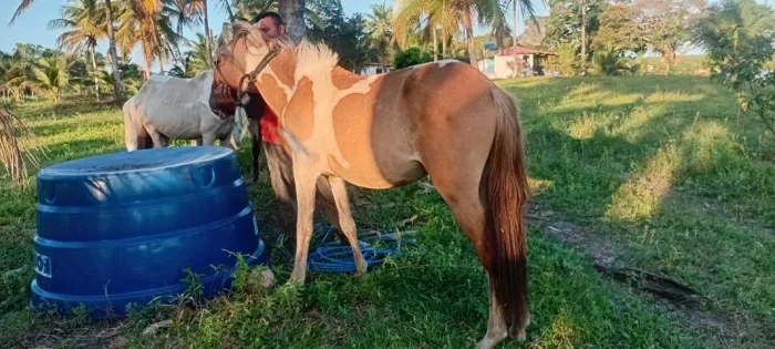 Vendo potra raça pikira 2 anos nunca montada. *