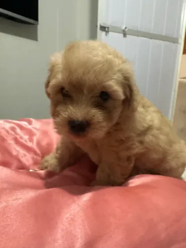 Filhote poodle