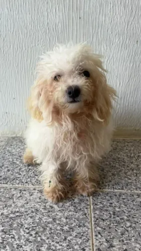 Pet