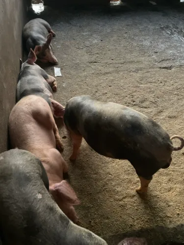 Suinos a venda