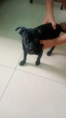 Vende se filhote de Pincher dois meses de idade todos machos