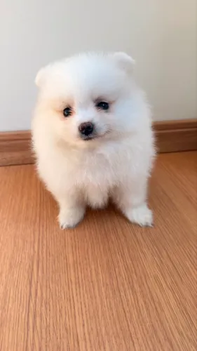 Lulu da pomeranea 