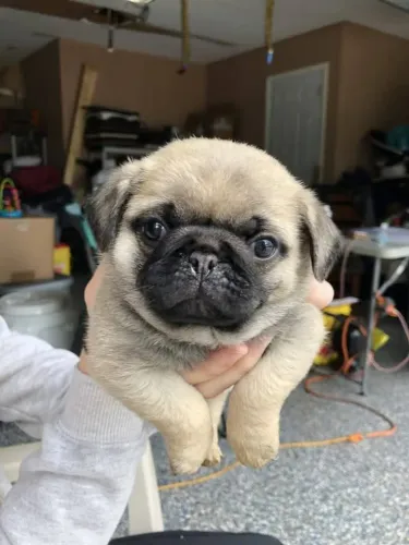 Pug Seu próximo companheiro está mais perto do que imagina