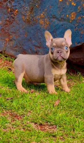 Bulldog Francês, filhote fêmea Lilac Tan, Canil O'malley Bull's