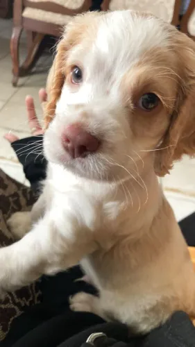 Cocker spaniel lindos filhotes