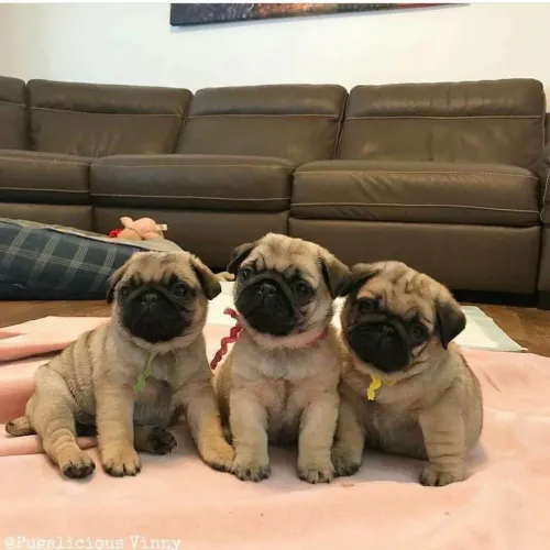 Filhote Pug, Eles só precisam de um lar? e você de um amigo fiel!