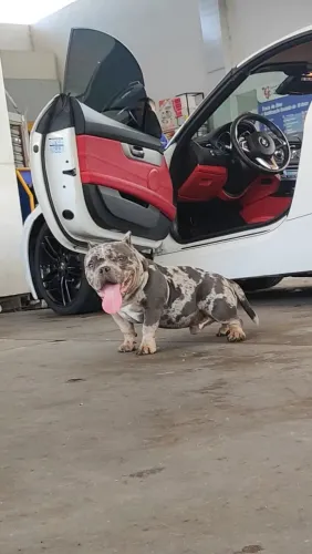 Cobertura American Bully Nano