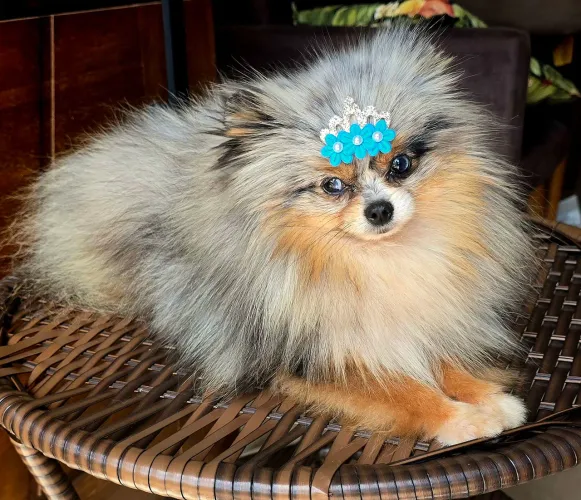 Spitz Alemão Anão Lulu exótica minúscula