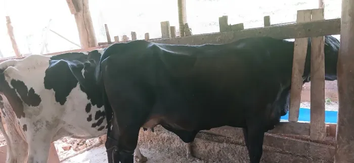 Vendo vacas , ótima oportunidade.