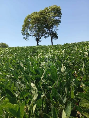 Sítio à venda, 96800 m² por R$ 880.000,00 - Município de Uraí - Urai/PR