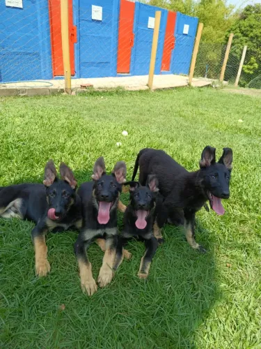 Filhotes de Pasfor alemão linhagem de trabalho !!