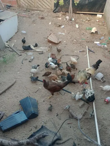 Vende se lindo lote de pintinhos