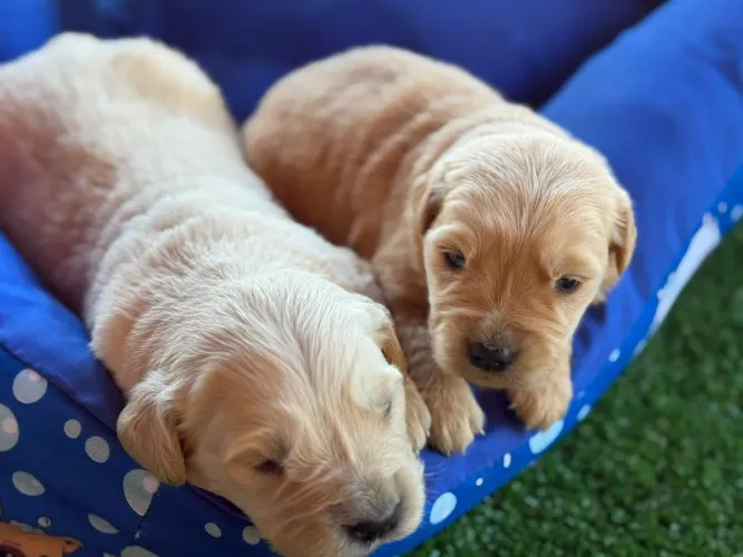 Golden Retriever filhotes 
