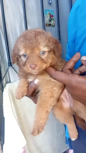 Poodle com shih tzu cachorro filhote 