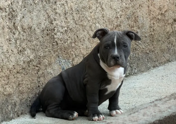 Amarerican bully 