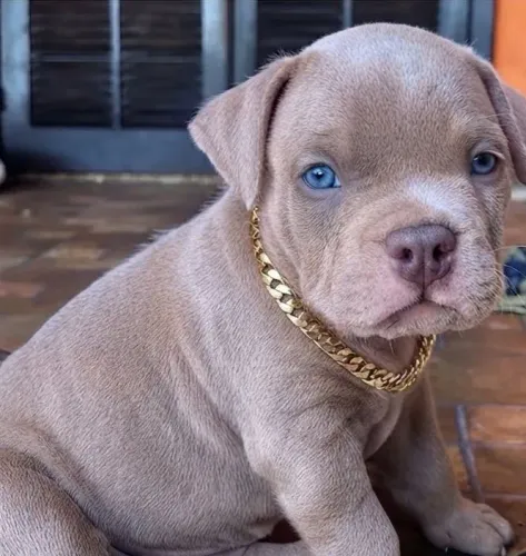 American bully a partir de 1999