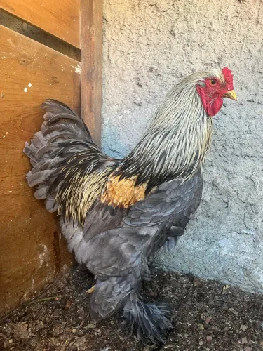 Galos Brahma jovens