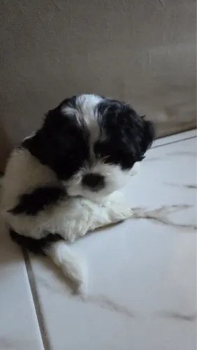 Filhote de cachorro shih tzu macho