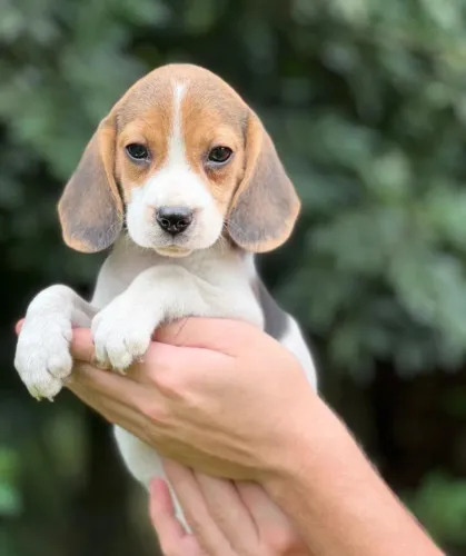 BEAGLE LINDO