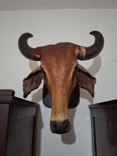 Cabeça de boi/vaca taxidermizada