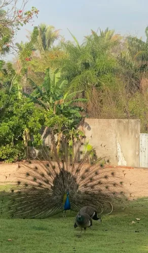 Ornamentais para quintal