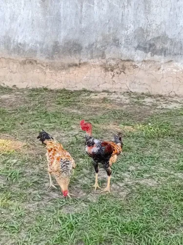 Frango grande caipira