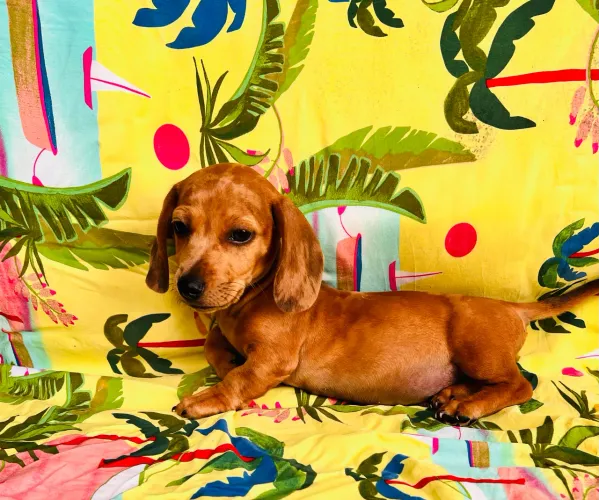Basset, salsichinha Dachshund macho Alerquim