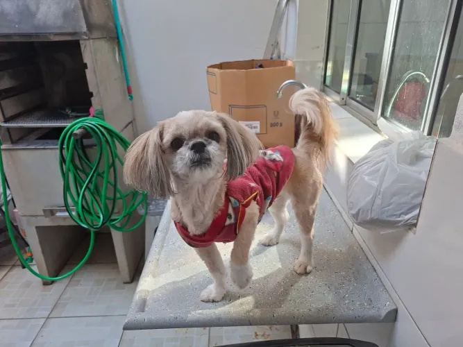 cachorra fêmea shih puro
