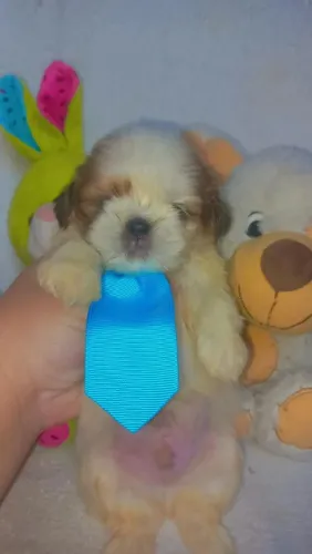 Shih tzu