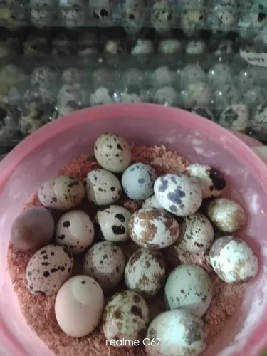 Ovos de codorna gigante.