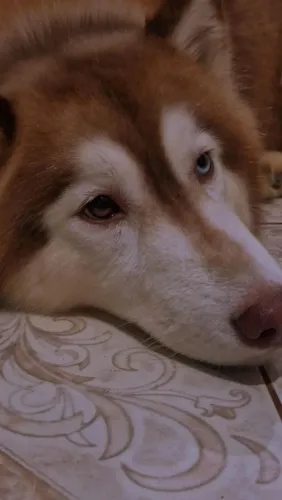 Husky siberiano fêmea