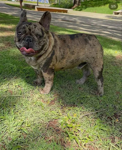 Bulldogue francês procura namorada !!