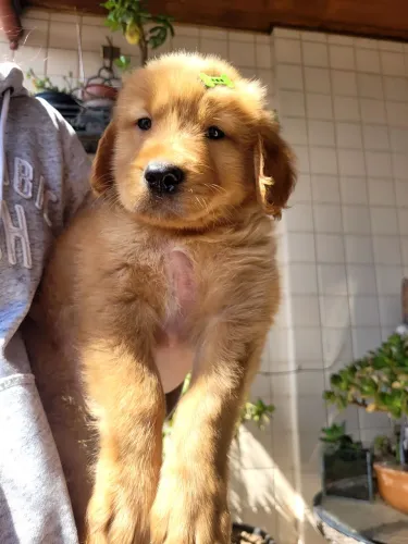 Filhotes de Golden Retriever