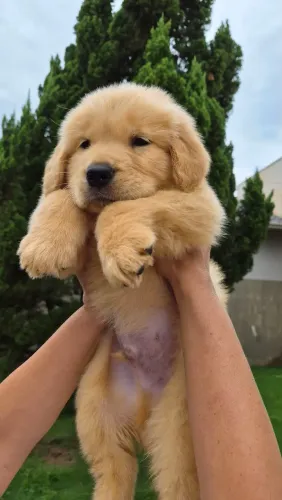 Filhotes de Golden retriever 
