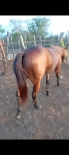 Égua