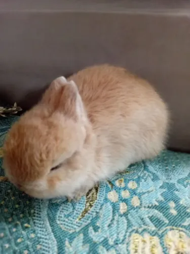 Coelho anão Netherland dwarf machinho
