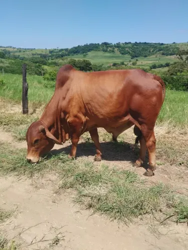 Gado Sindi PO