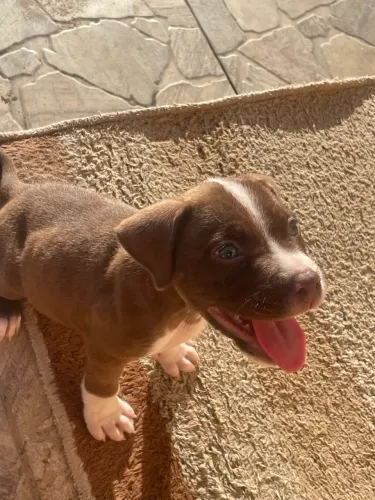 Filhote de pitbull
