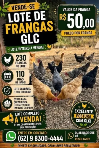 frangas GLC postura ovos galinha caipira