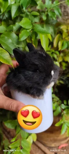 Anão Netherlands Dwarf macho