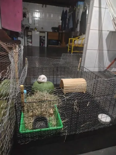 Cercado para Porquinho-da-Índia, Coelhos e Pequenos Animais
